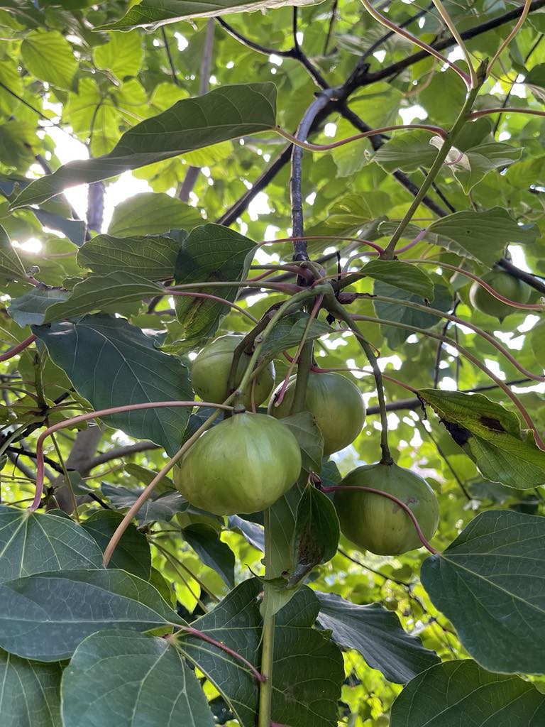 tungovník čínský Vernicia fordii